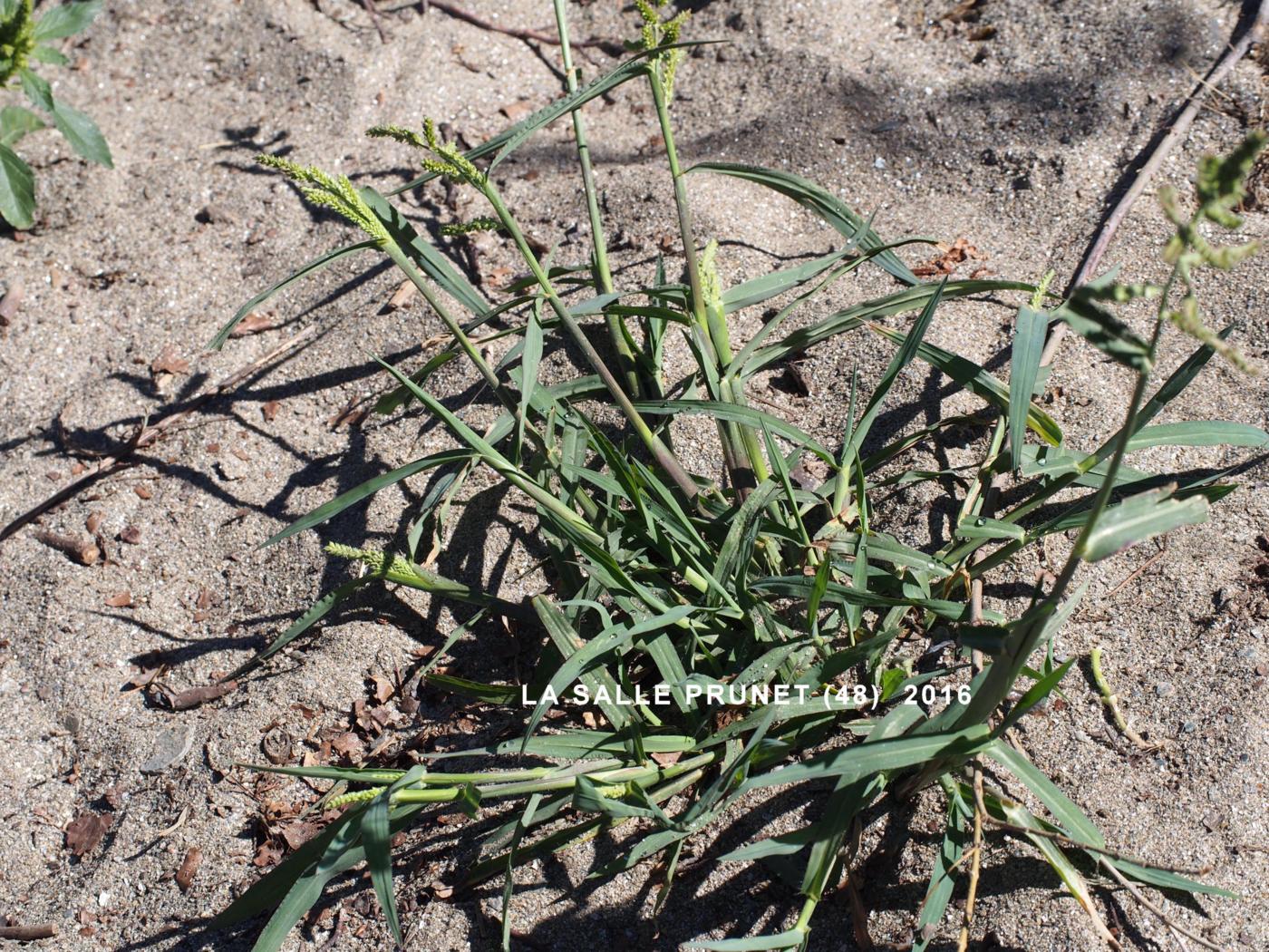 Cockspur grass plant